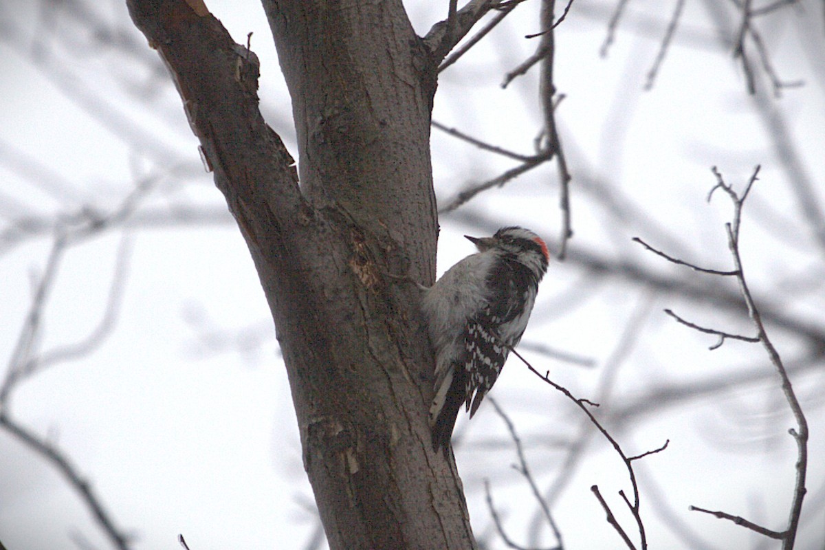 Downy Woodpecker - ML639585501