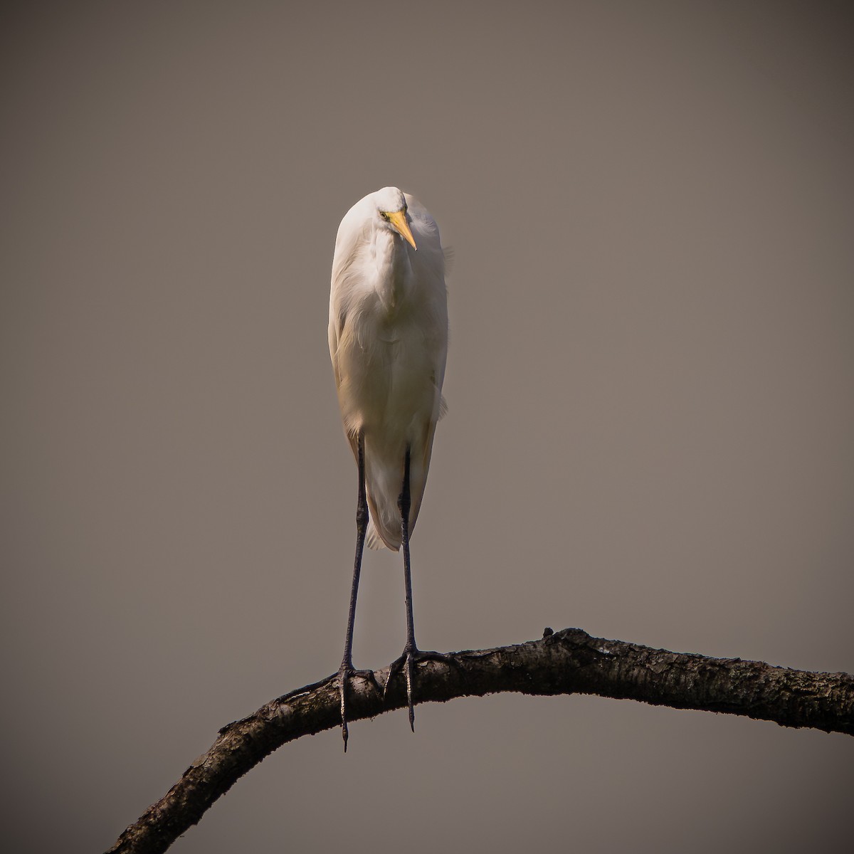 Great Egret - ML639585552