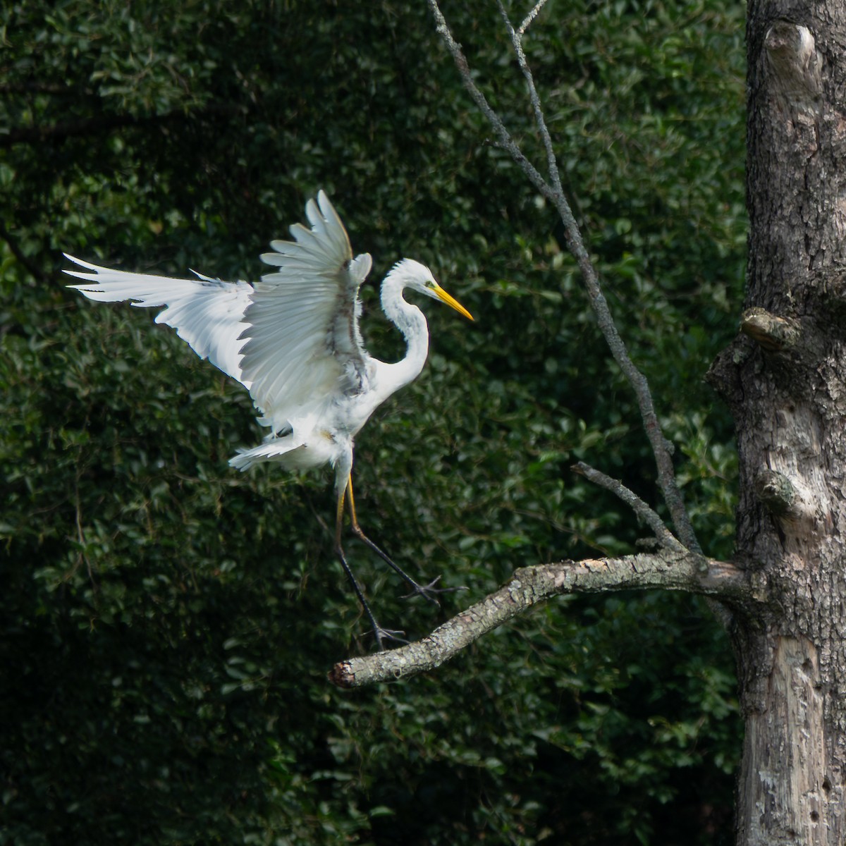 Great Egret - ML639585553