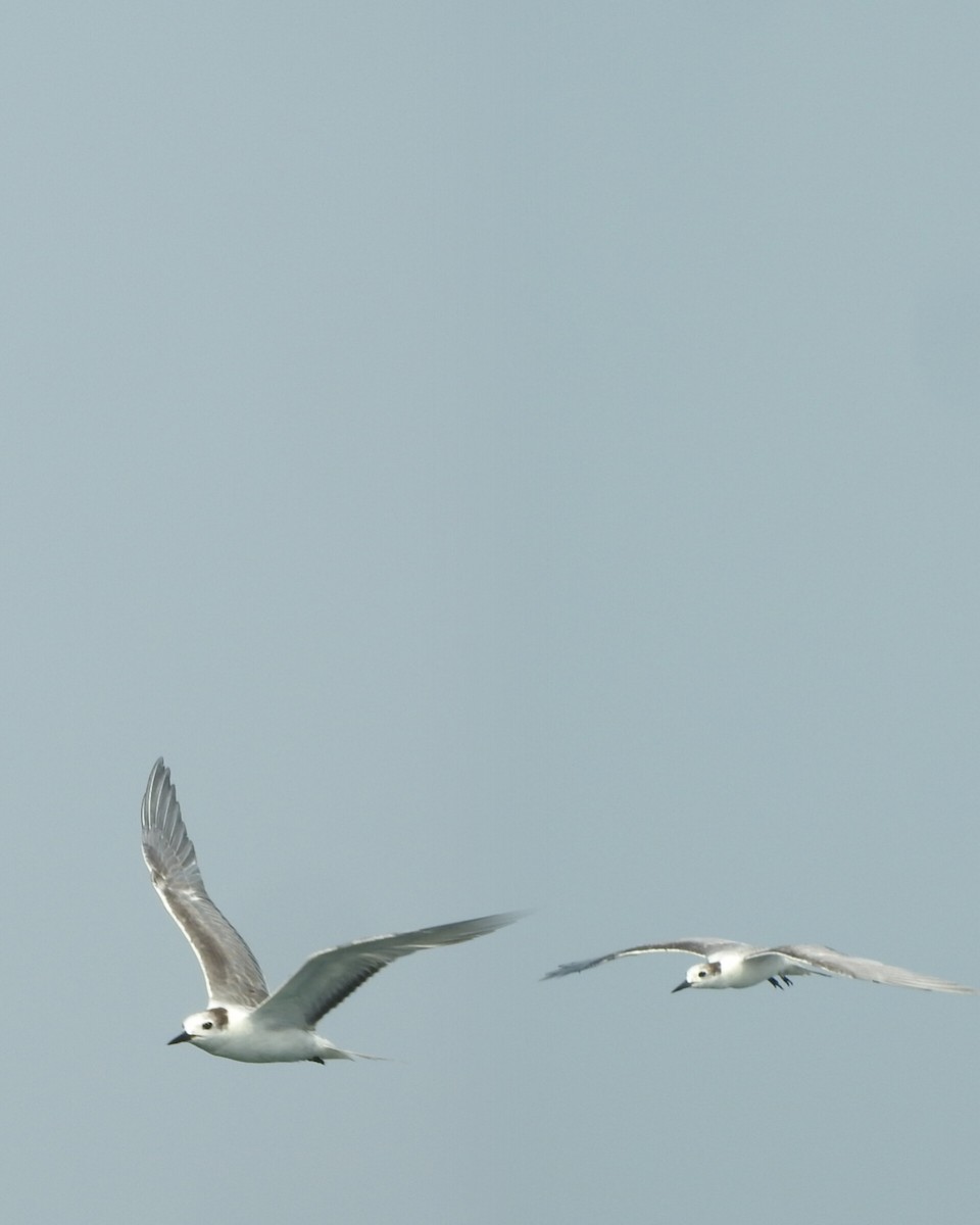 Aleutian Tern - ML639585586