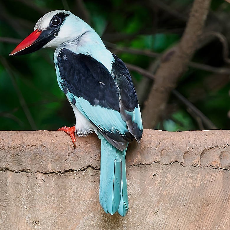 Blue-breasted Kingfisher - ML639585668