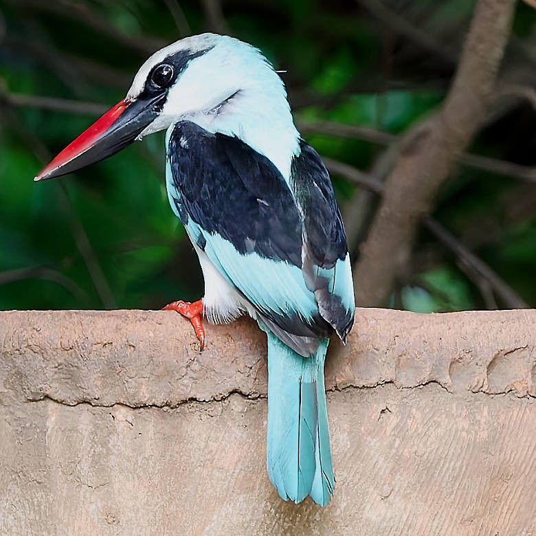 Blue-breasted Kingfisher - ML639585669