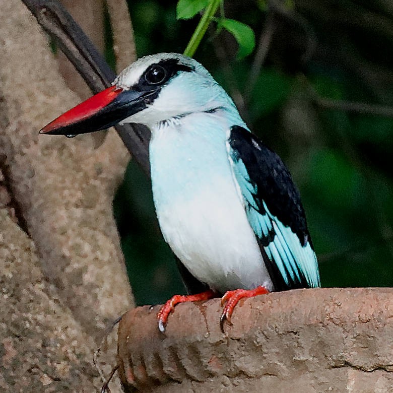 Blue-breasted Kingfisher - ML639585670