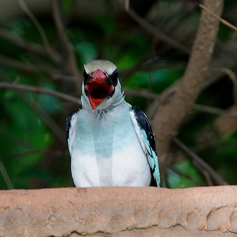 Blue-breasted Kingfisher - ML639585671