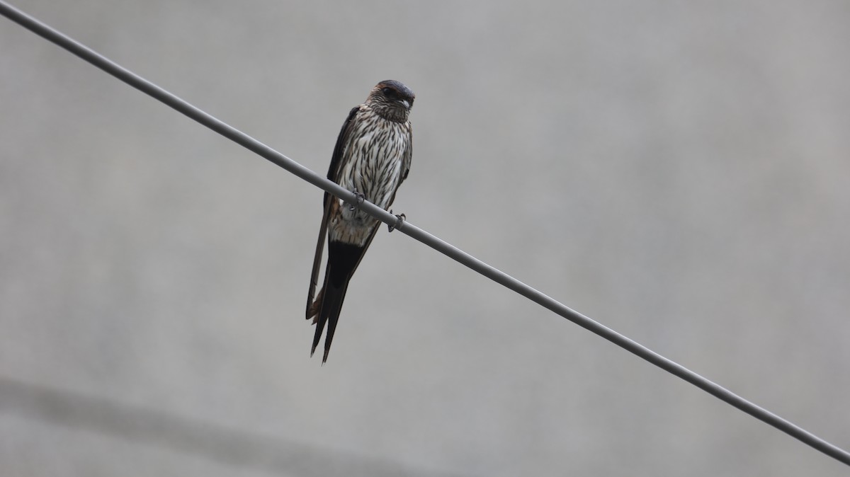 Eastern Red-rumped Swallow - ML639585673