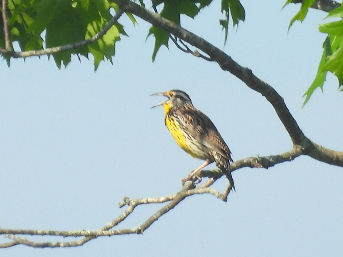 Eastern Meadowlark (Eastern) - ML639585756