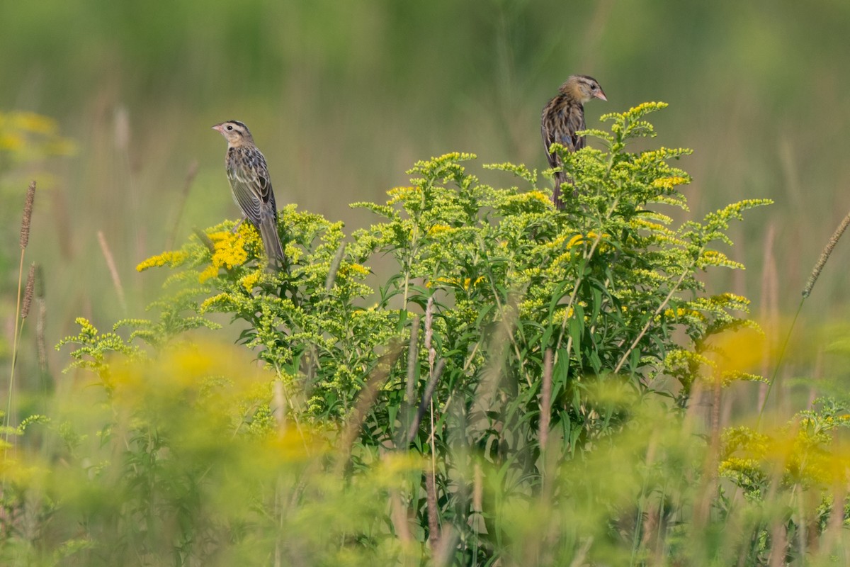 Bobolink - ML639585758
