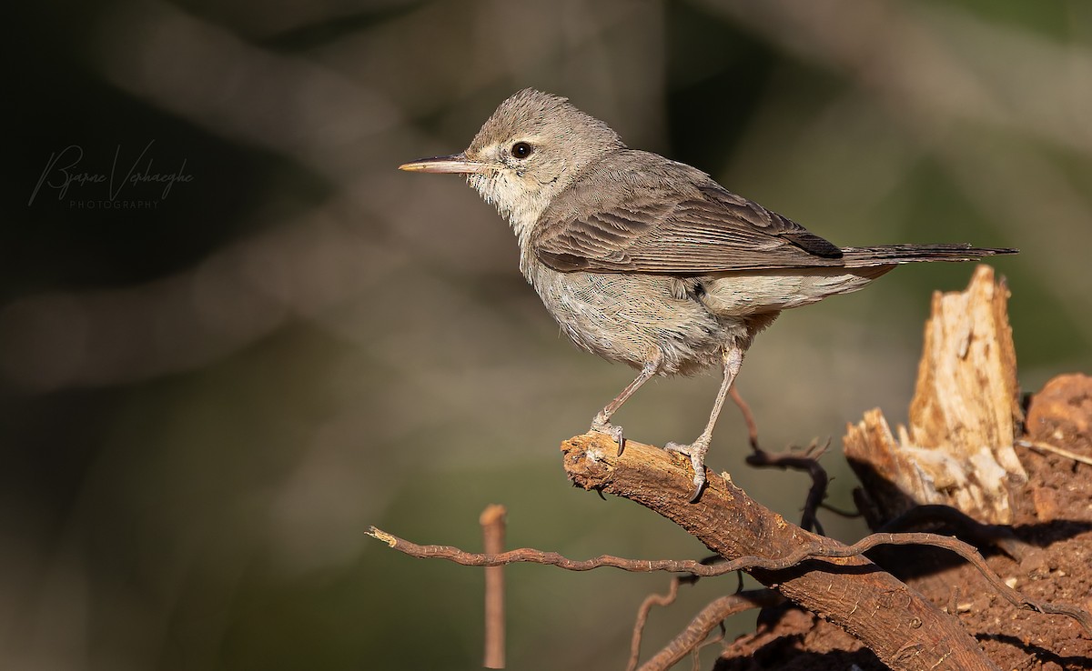 Upcher's Warbler - ML639585777