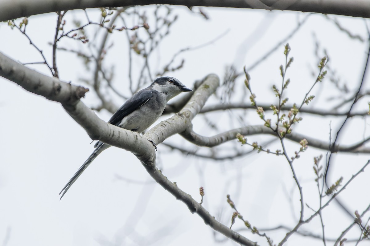 Ryukyu Minivet - ML639585779