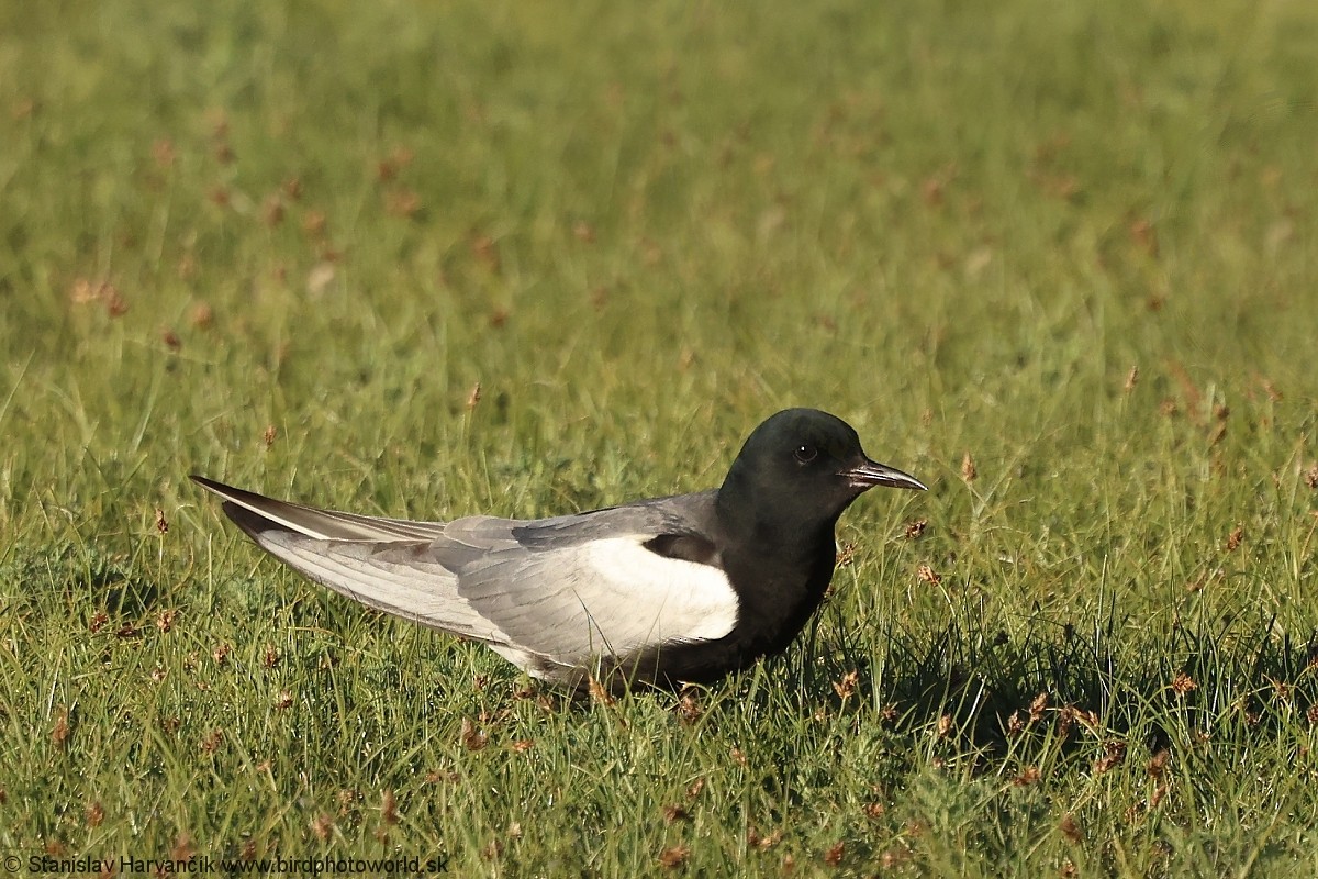 White-winged Tern - ML639585824