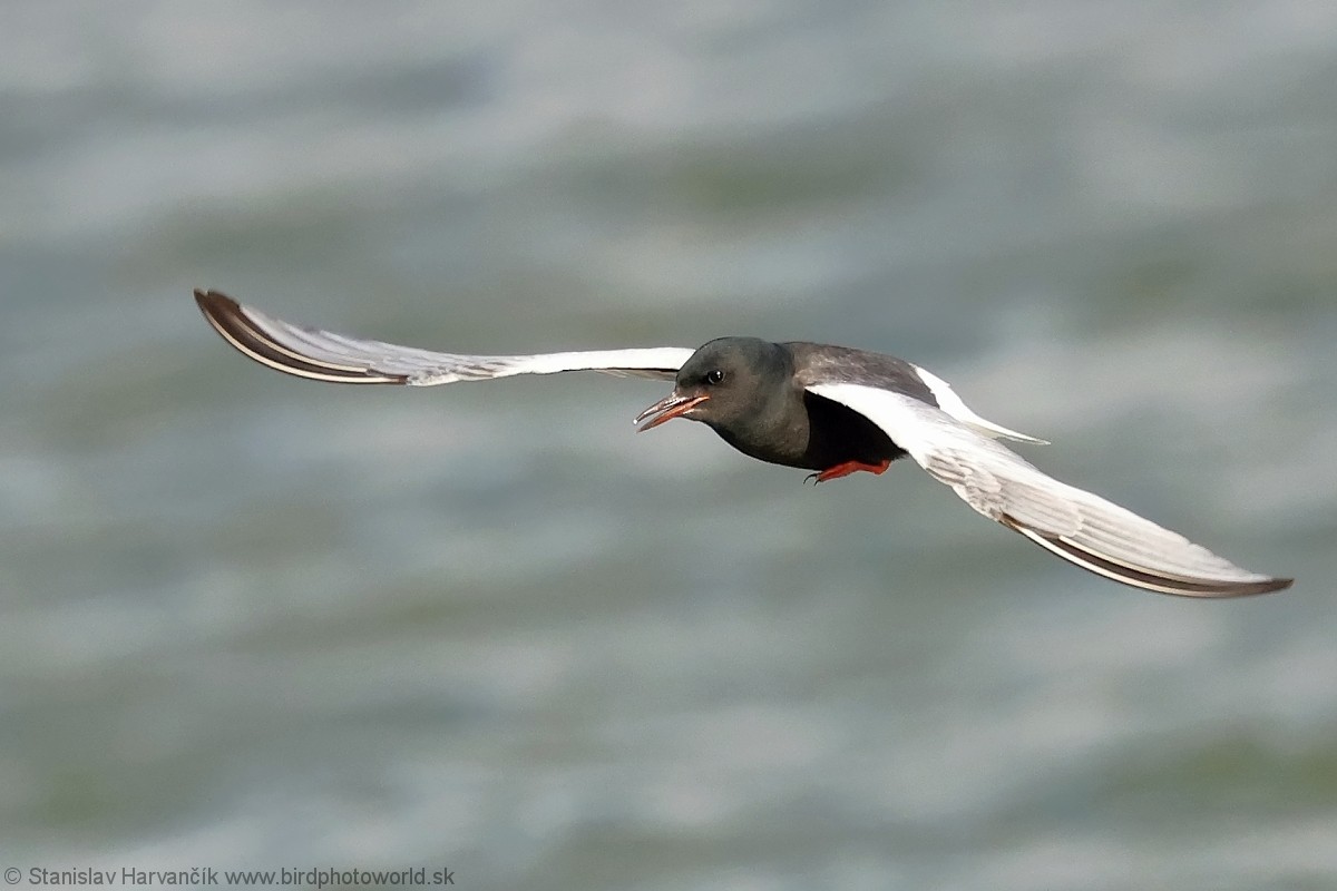 White-winged Tern - ML639585827
