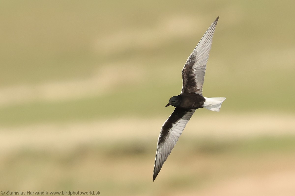 White-winged Tern - ML639585828