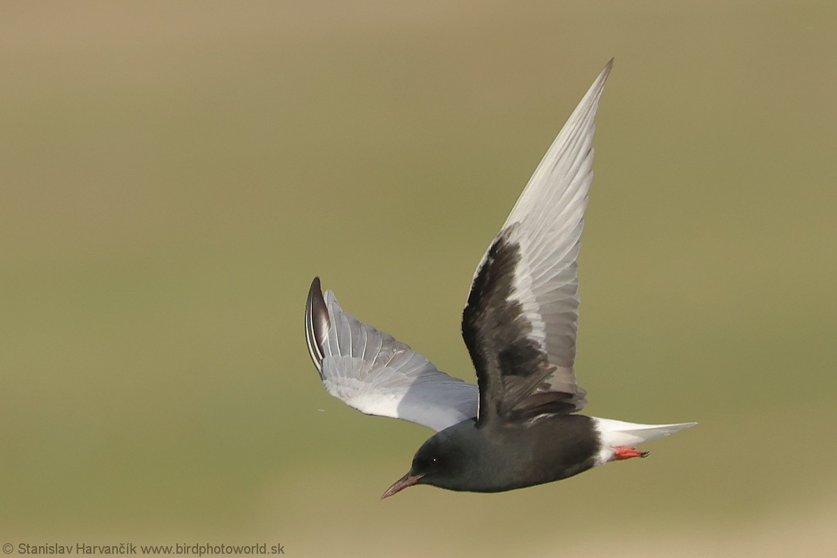 White-winged Tern - ML639585832