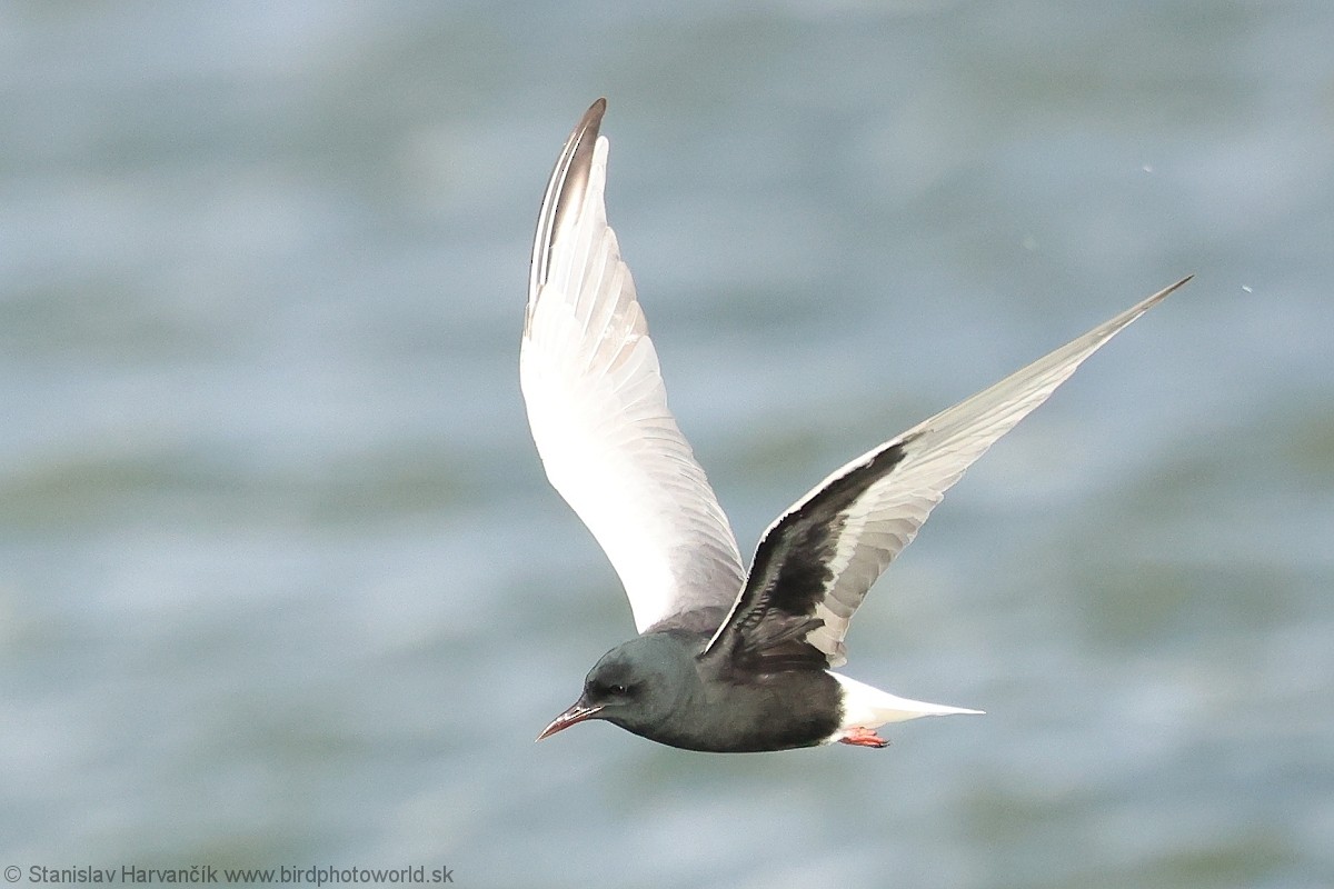 White-winged Tern - ML639585833