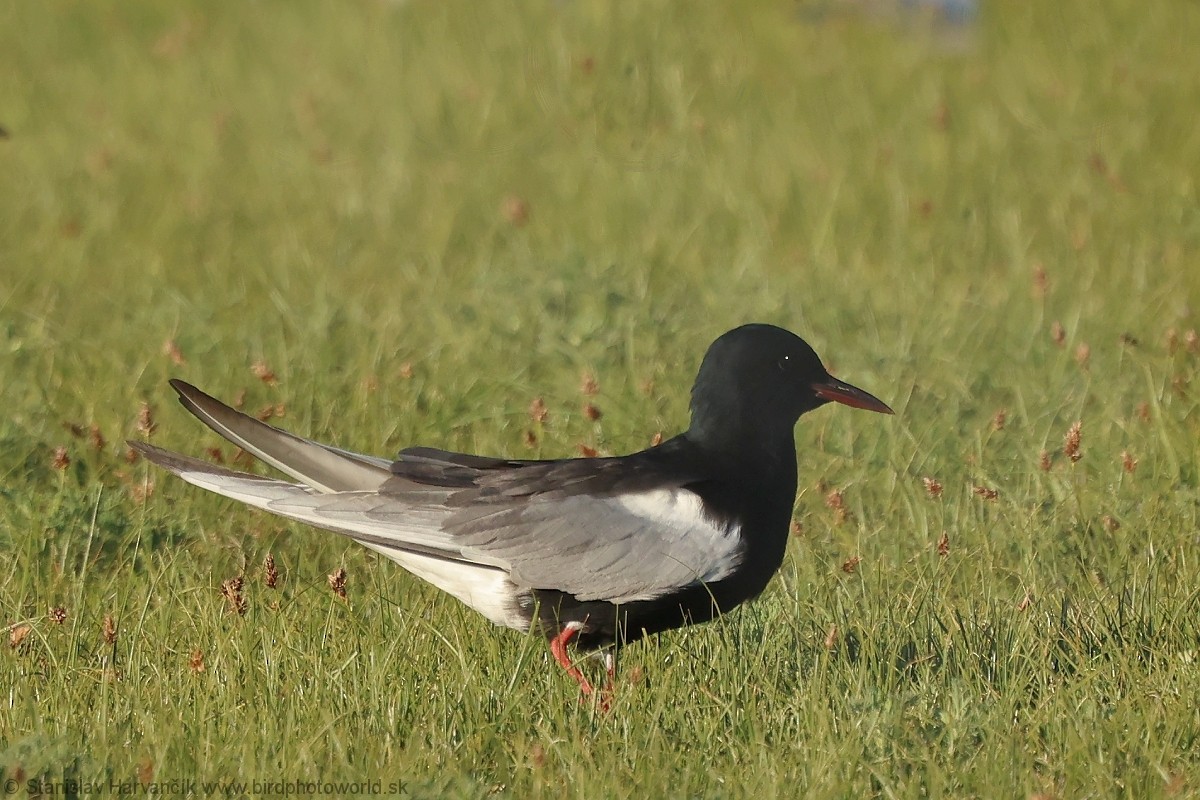 White-winged Tern - ML639585834