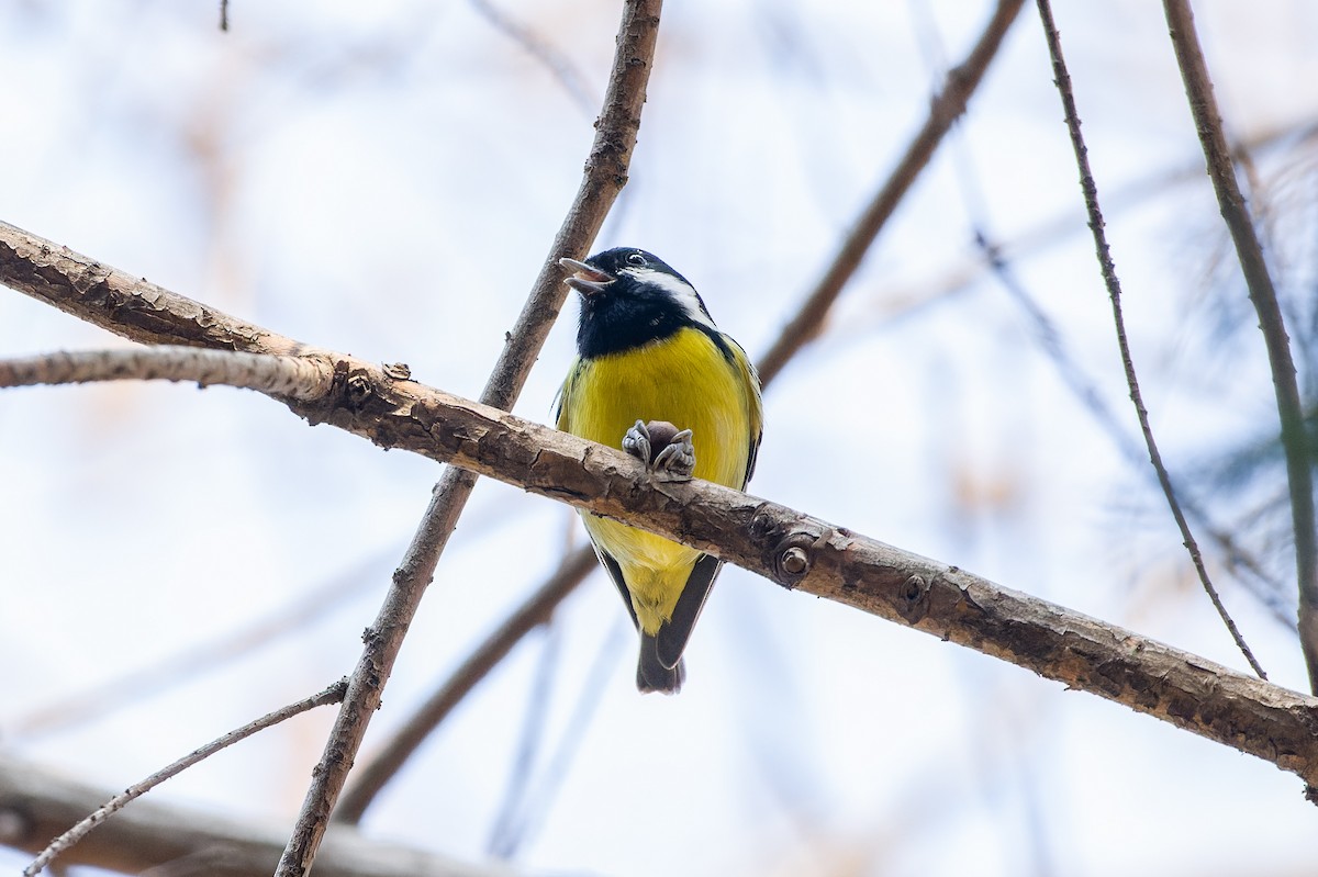 Yellow-bellied Tit - ML639585849