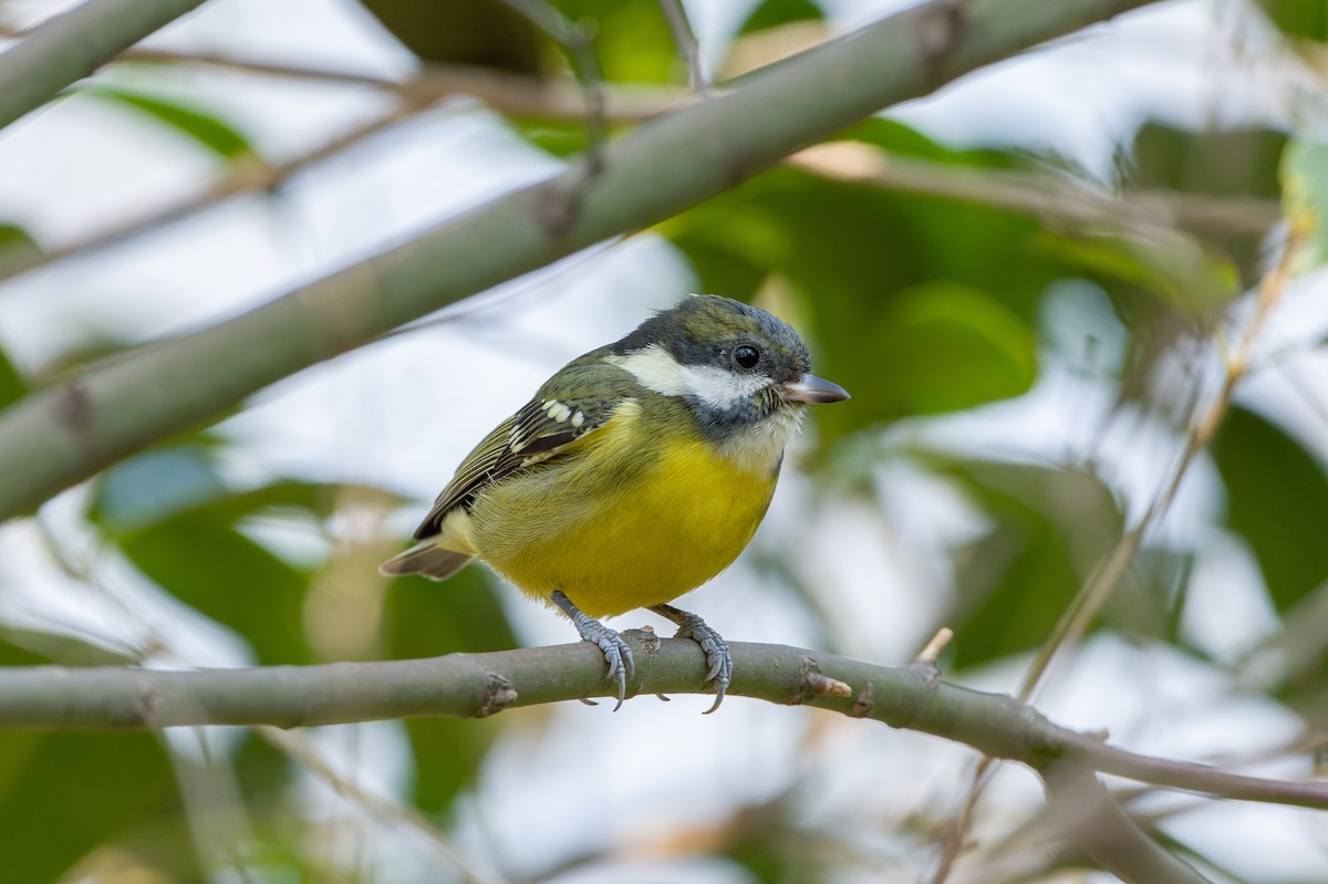 Yellow-bellied Tit - ML639585864