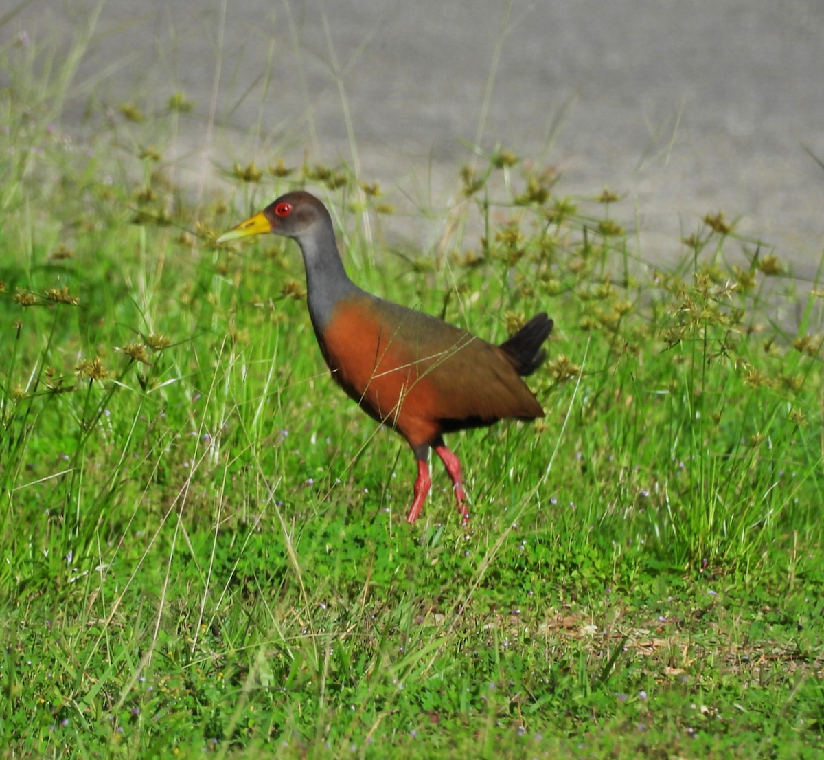 Gray-cowled Wood-Rail - ML639585966