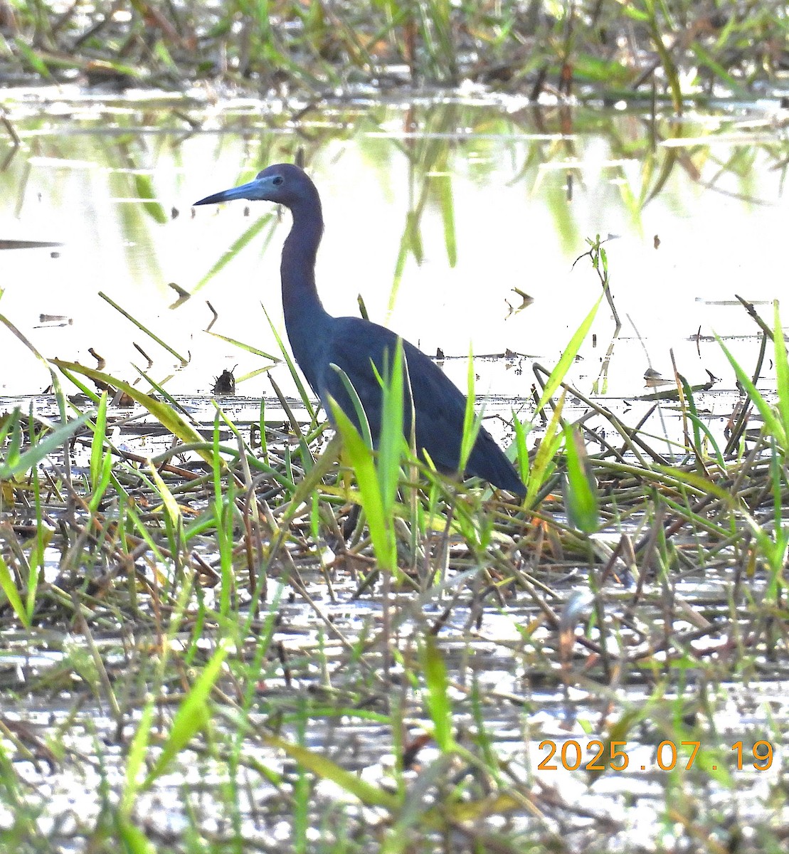 Little Blue Heron - ML639585971