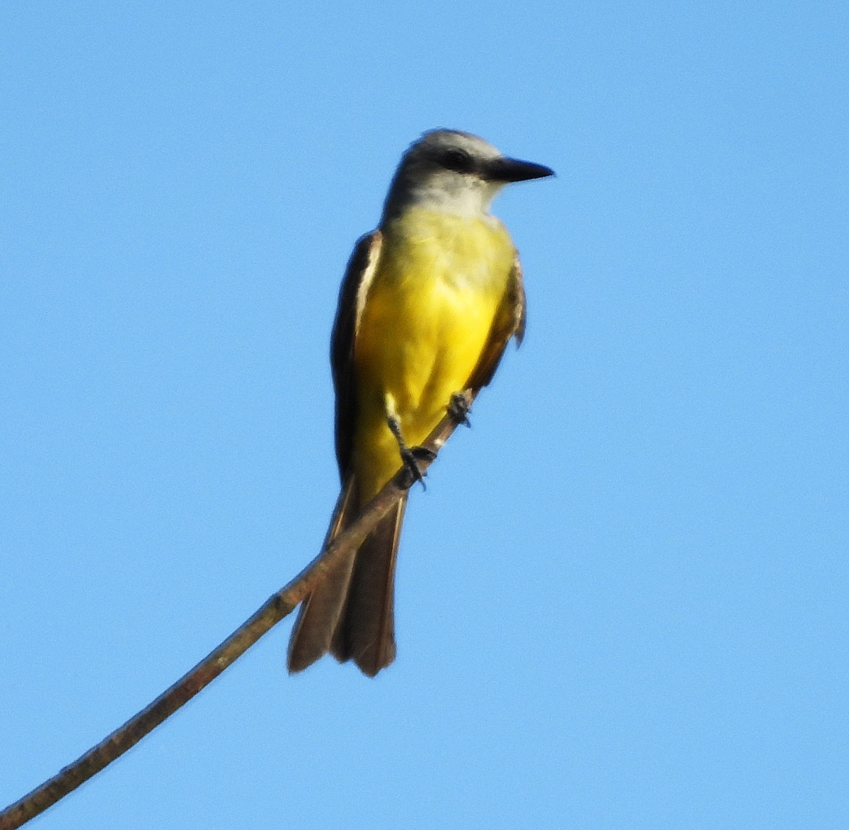 Tropical Kingbird - ML639585993