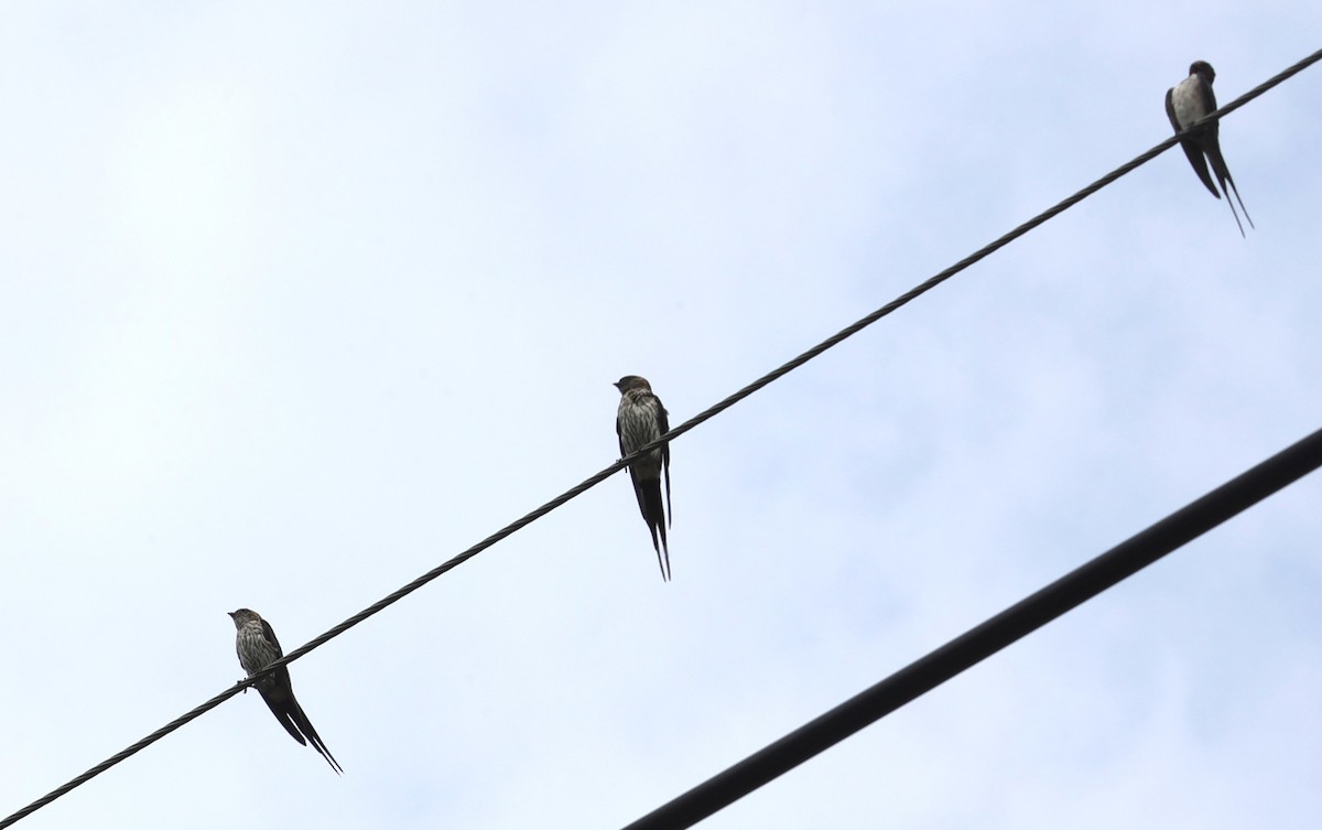 Eastern Red-rumped Swallow - ML639585994