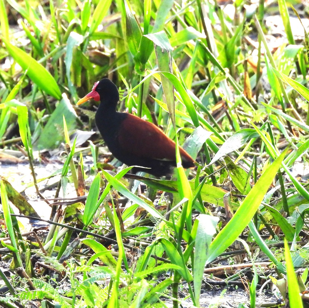 Wattled Jacana - ML639586014