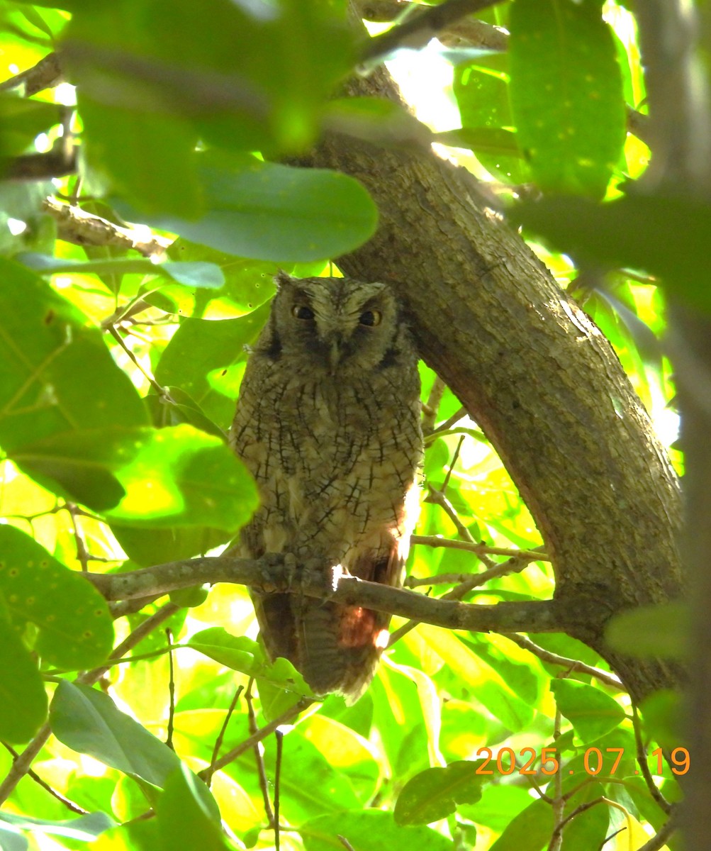Tropical Screech-Owl - ML639586019