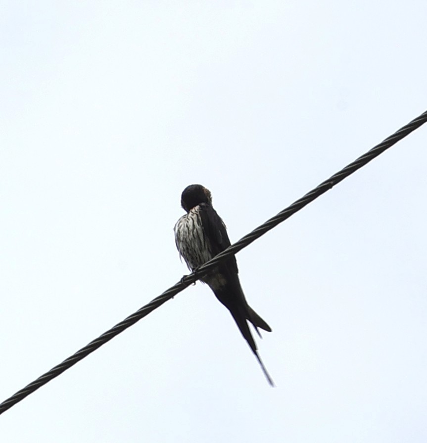 Eastern Red-rumped Swallow - ML639586078