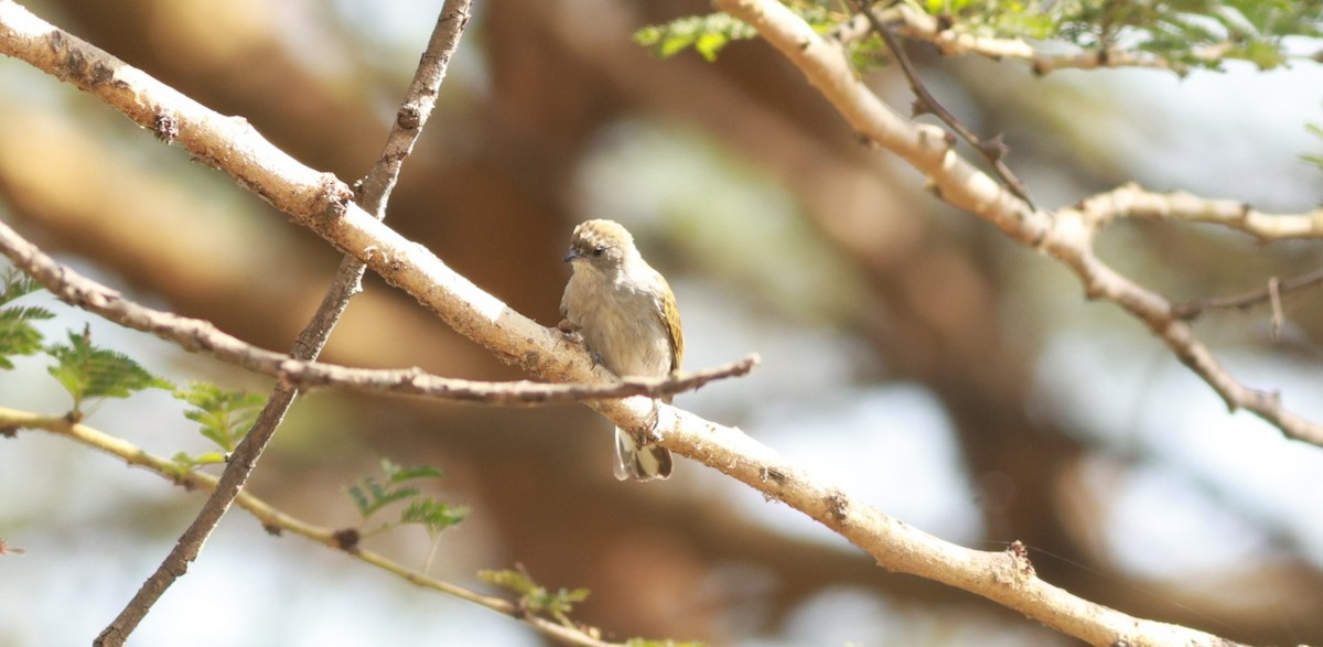 Pallid Honeyguide - ML639586085