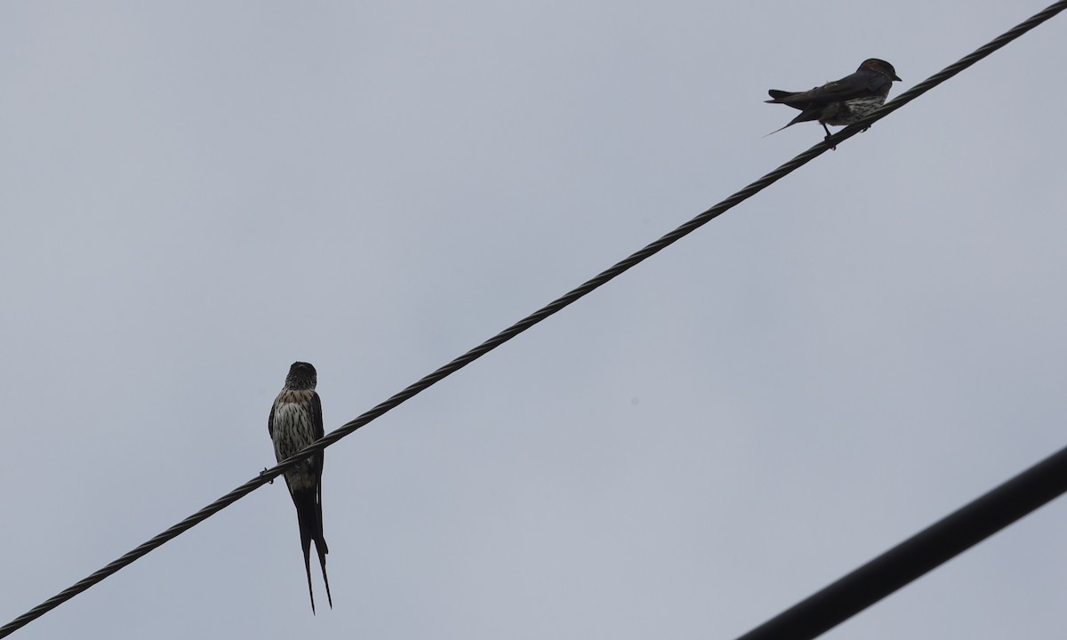 Eastern Red-rumped Swallow - ML639586104
