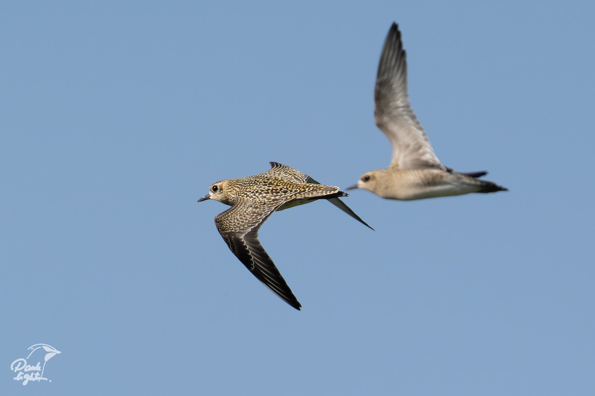 Pacific Golden-Plover - ML639586118