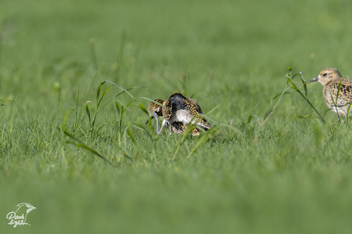 Pacific Golden-Plover - ML639586119