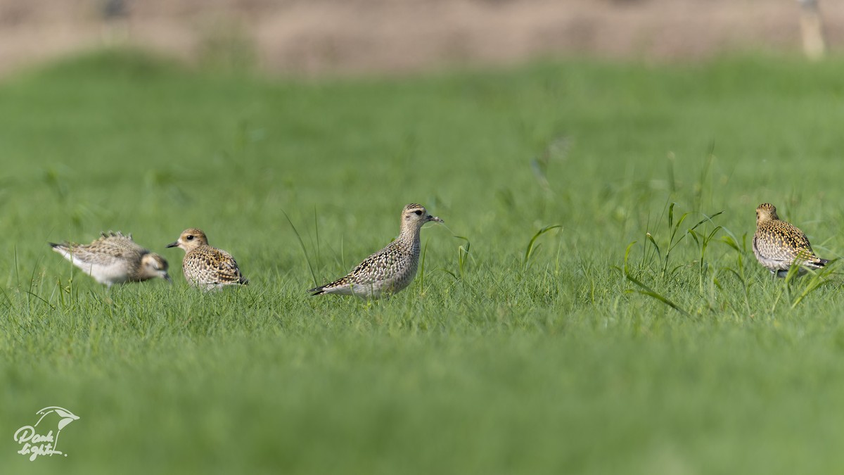 Pacific Golden-Plover - ML639586120