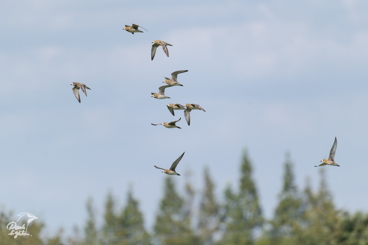 Pacific Golden-Plover - ML639586121