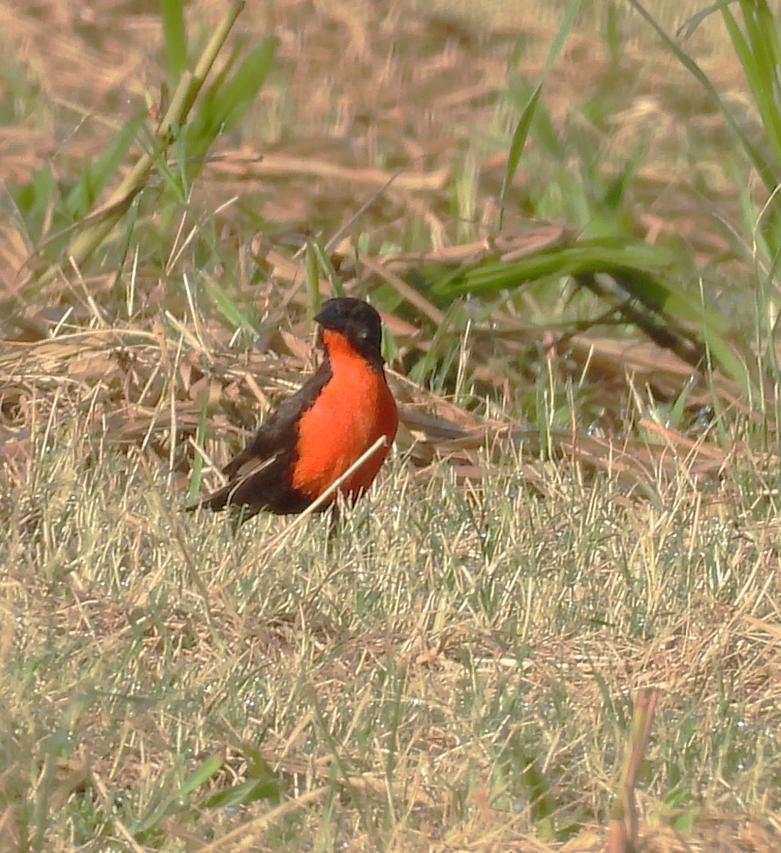 Red-breasted Meadowlark - ML639586123