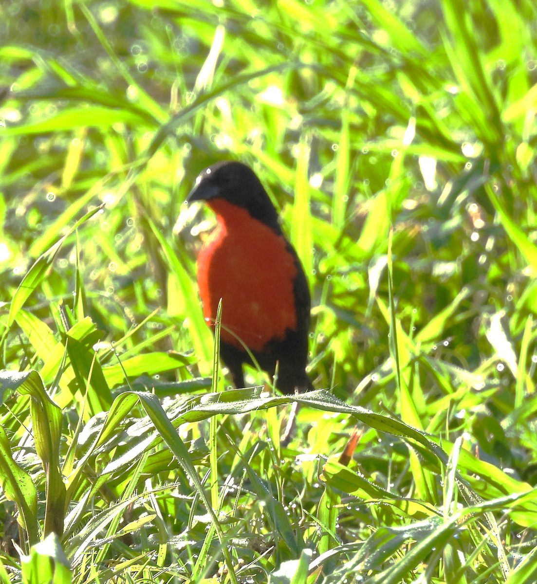 Red-breasted Meadowlark - ML639586124