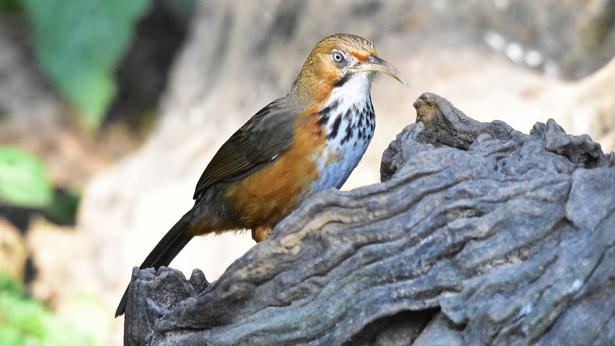 Black-streaked Scimitar-Babbler - ML639586133