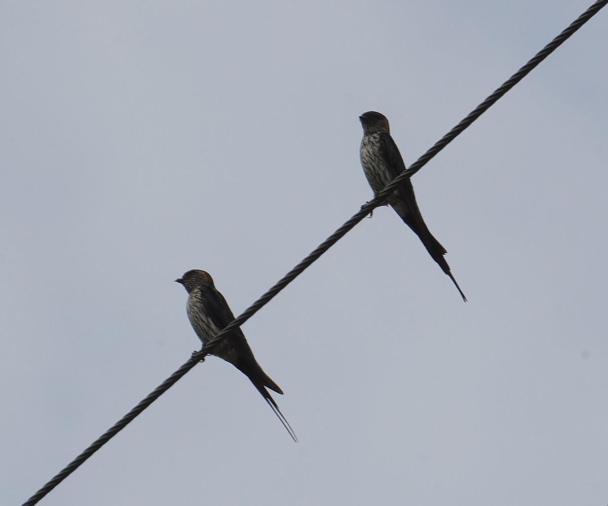 Eastern Red-rumped Swallow - ML639586170