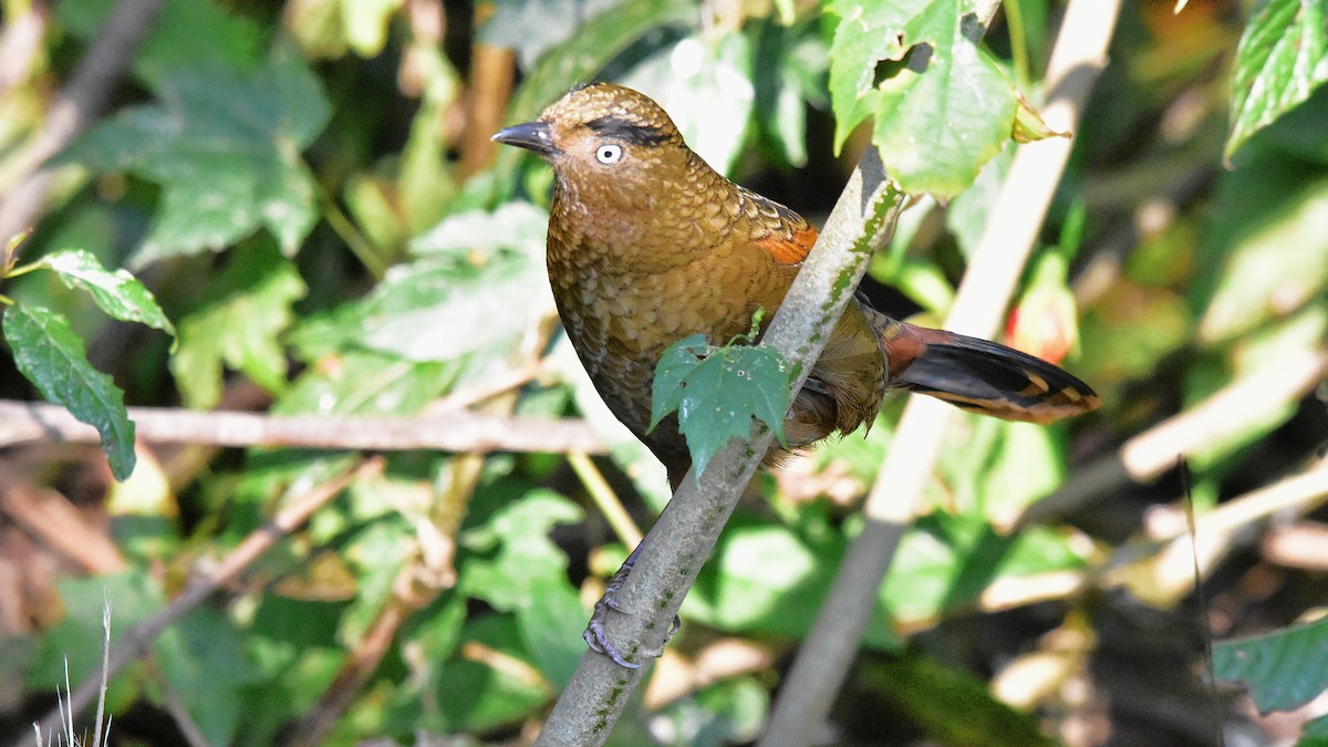 Blue-winged Laughingthrush - ML639586245