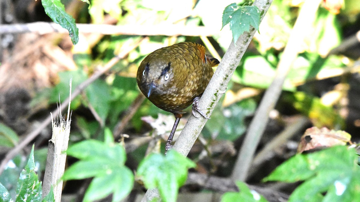 Blue-winged Laughingthrush - ML639586246