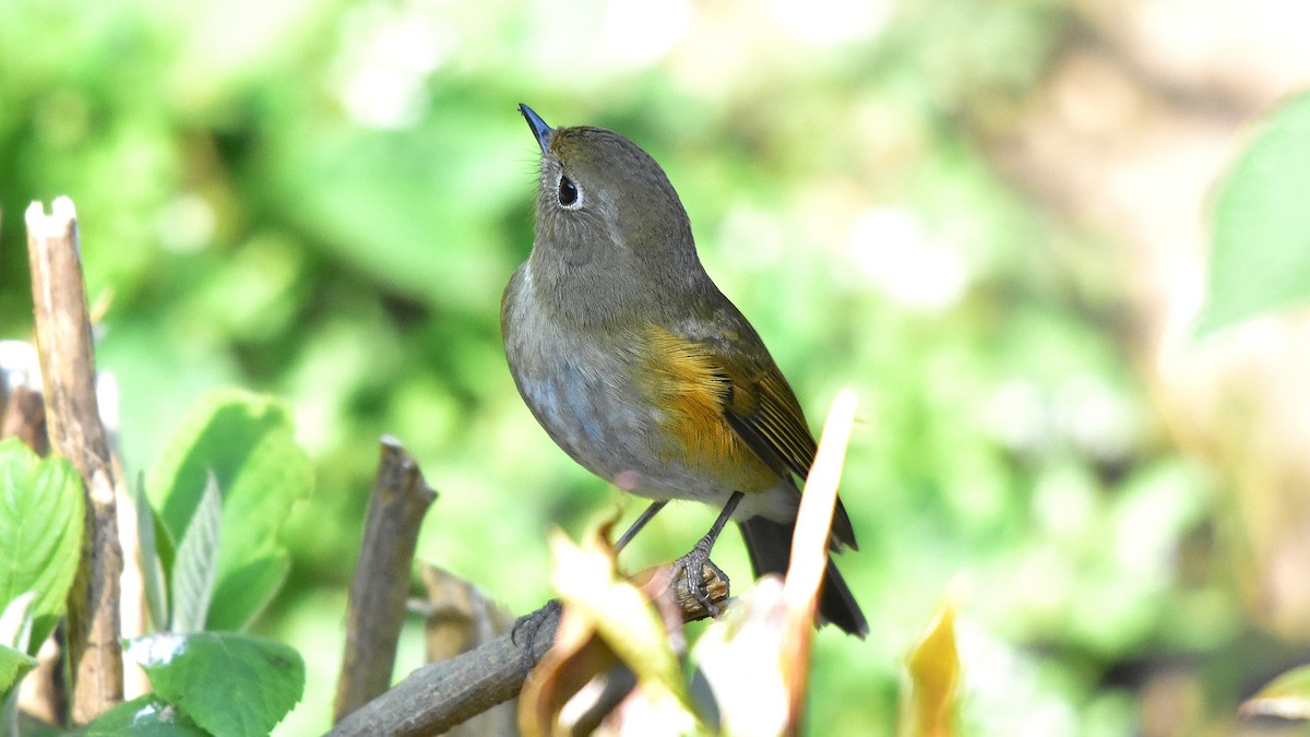 Red-flanked/Qilian Bluetail - ML639586349