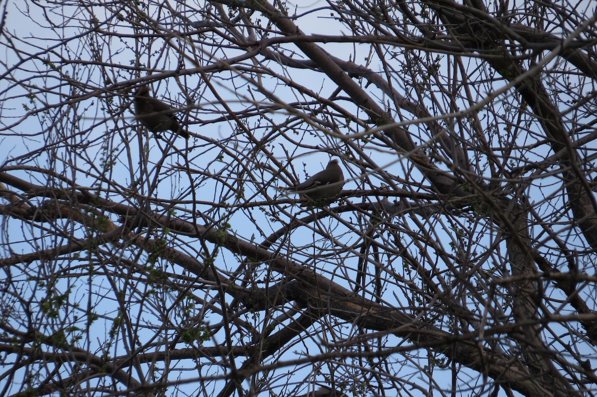 Bohemian Waxwing - ML639586372