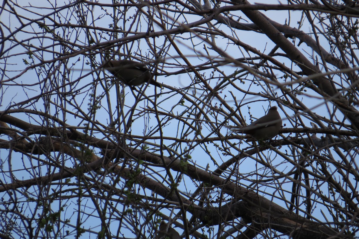 Bohemian Waxwing - ML639586374