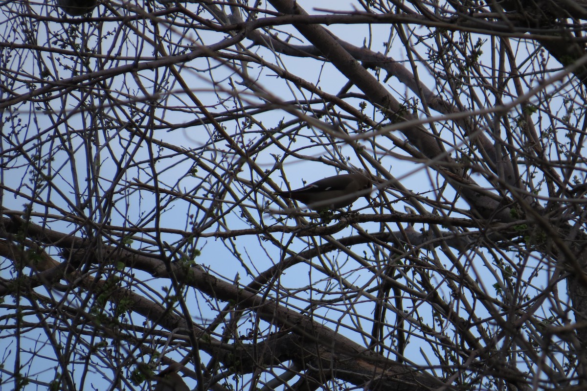 Bohemian Waxwing - ML639586376