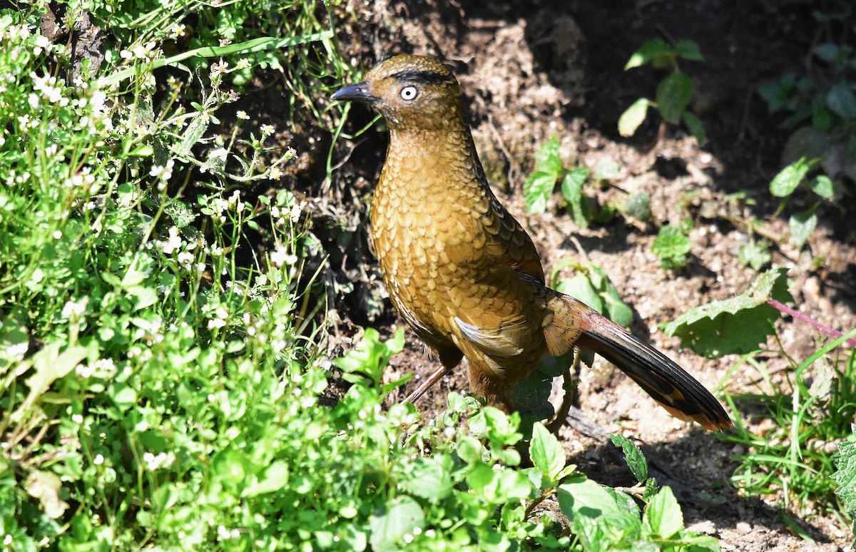 Blue-winged Laughingthrush - ML639586377
