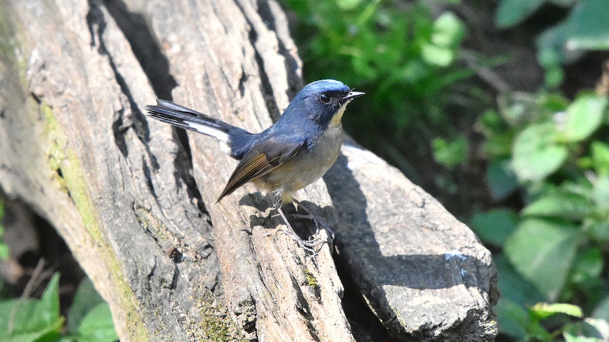 Slaty-blue Flycatcher - ML639586390