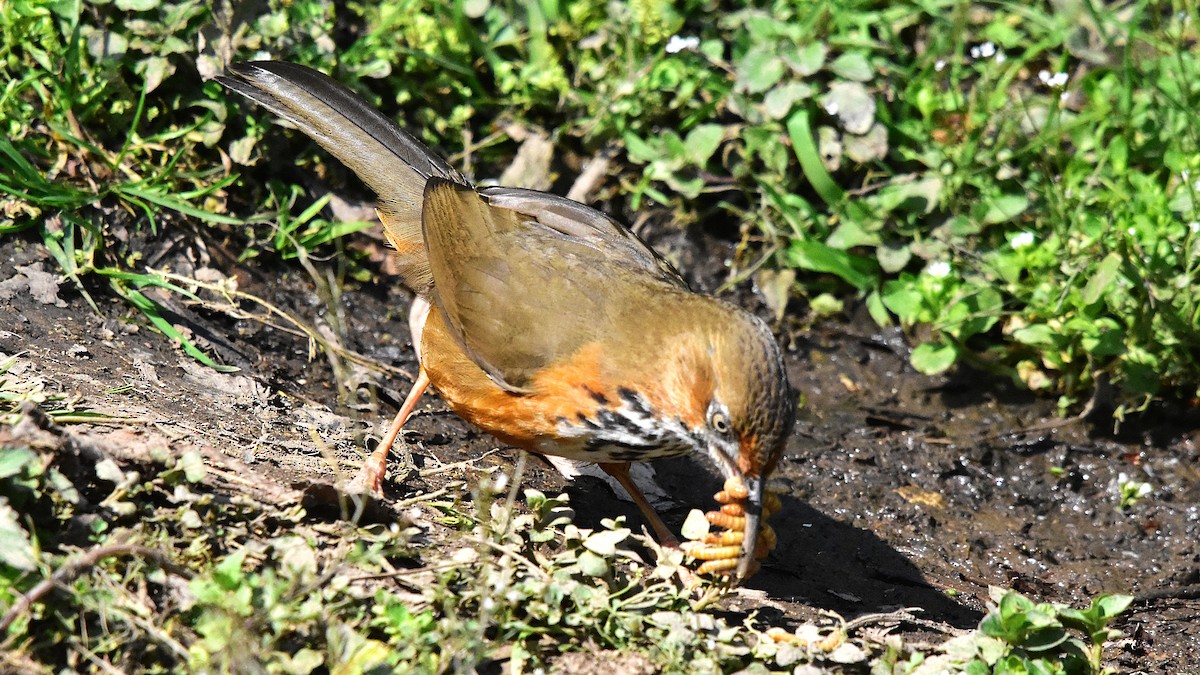 Black-streaked Scimitar-Babbler - ML639586403