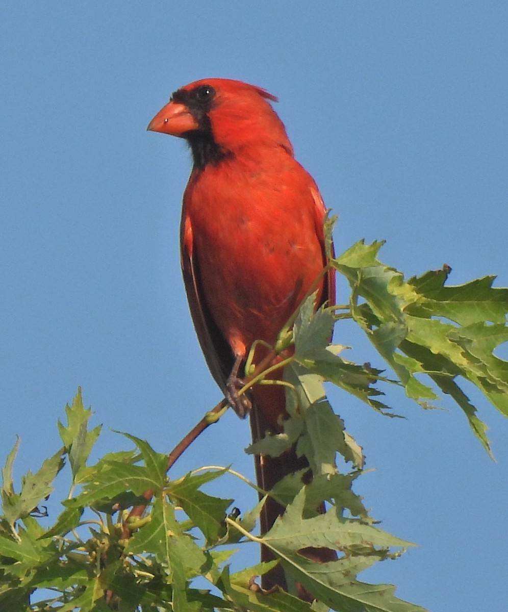 Northern Cardinal - ML639586409