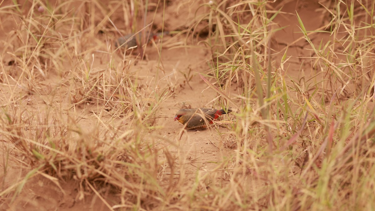 Zebra Waxbill - ML639586415