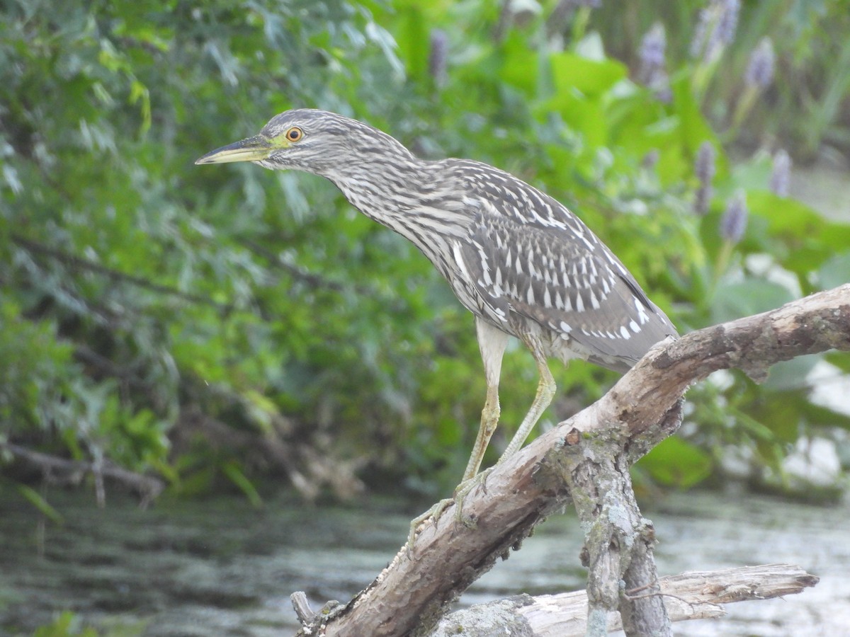 Black-crowned Night Heron - ML639586476